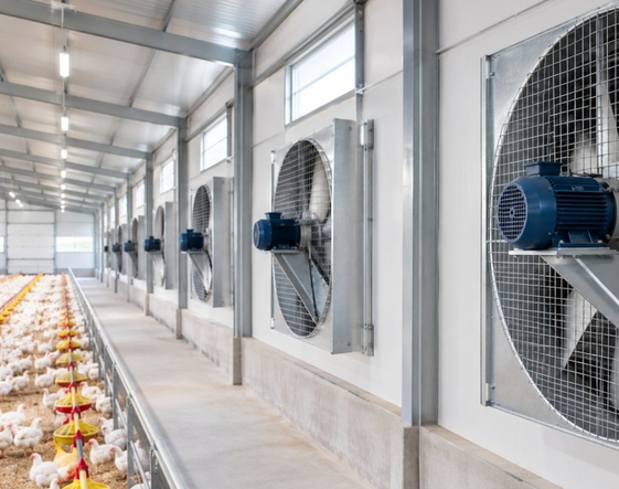 Ventilaci&oacute;n para galpones av&iacute;colas: qu&eacute; tener en cuenta al proyectar una instalaci&oacute;n